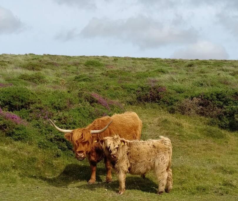 The Dairy - Quaint 1Br In Dartmoor National Park Vila Hennock Exterior foto